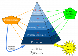 Energy pyramid diagram shows only 10% of energy passes from one trophic level to the next. Each level loses energy as heat.