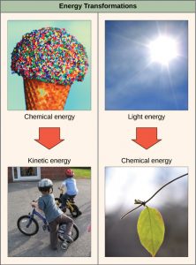 The left side of this diagram depicts energy being transferred from an ice cream cone to two kids riding bikes. The right side depicts a plant converting light energy into chemical energy