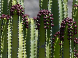 Photo of plants with thick green stems and thorns. The plants look like cactus but are from a different family of plants.