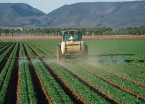 Tractor spraying pesticides on a lettuce field