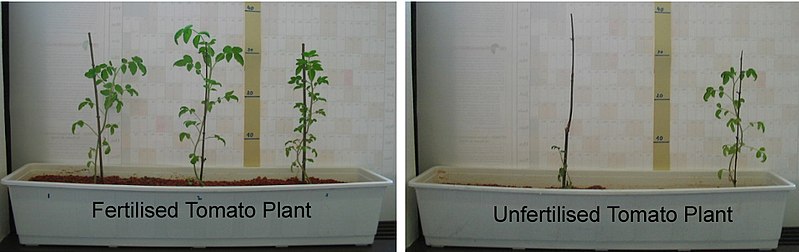 Photo shows tomato plants grown with fertilizer are larger and healthier than tomato plants grown without fertilizer