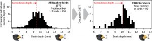 Two graphs show the number of birds on the y axis and bill depth in millimeter on the x axis. The graph on the left has data for the year 1976 with a total of 751 birds measured. The mean beak depth is about 9.5 millimeters. The graph on the right has data for the year 1978, after a drought caused the death of many birds. The total number of surviving birds measured for this data was 90, and the mean beak depth is about 10 millimeters.