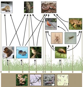 Food web diagram shows animals eat plants, other animals eat those animals, and all organisms decompose
