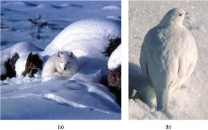 Photo (a) depicts an arctic fox with white fur sleeping on white snow. Photo (b) shows a bird with white feathers standing on white snow.