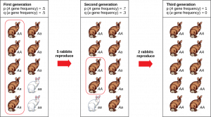 A population has ten rabbits. Three of these rabbits are homozygous dominant for the A allele and have brown coat color. Five are heterozygous and also have brown coat color. Two are homozygous recessive and have white coat color. The frequency of the capital A allele, p, is .5 and the frequency of the small a allele, q, is also .5. Only five of the rabbits, including two homozygous dominant and three heterozygous individuals, produce offspring. Five of the resulting offspring are homozygous dominant, four are heterozygous, and one is homozygous recessive. The frequency of alleles in the second generation is p=.7 and q=.3. Only two rabbits in the second generation produce offspring, and both of these are homozygous dominant. As a result, the recessive small a allele is lost in the third generation, and all of the rabbits are heterozygous dominant with brown coat color.