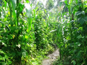 Photo of corn and beans grown together in the same farm field