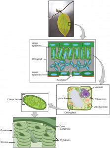 Diagram shows leaves are made of layers of cells. In some cells are chloroplasts where photosynthesis occurs.