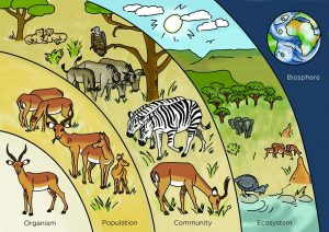 Levels of organization in an african savanna include organisms, populations, communities, ecosystems, and the biosphere
