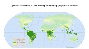 World map showing areas where net primary productivity is highest, mostly in tropical regions