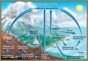 The illustration shows the nitrogen cycle. Nitrogen gas from the atmosphere is fixed into organic nitrogen by nitrogen fixing bacteria. This organic nitrogen enters terrestrial food webs. It leaves the food webs as nitrogenous wastes in the soil. Ammonification of this nitrogenous waste by bacteria and fungi in the soil converts the organic nitrogen to ammonium ion (NH4 plus). Ammonium is converted to nitrite (NO2 minus), then to nitrate (NO3 minus) by nitrifying bacteria. Denitrifying bacteria convert the nitrate back into nitrogen gas, which reenters the atmosphere. Nitrogen from runoff and fertilizers enters the ocean, where it enters marine food webs. Some organic nitrogen falls to the ocean floor as sediment. Other organic nitrogen in the ocean is converted to nitrite and nitrate ions, which is then converted to nitrogen gas in a process analogous to the one that occurs on land.