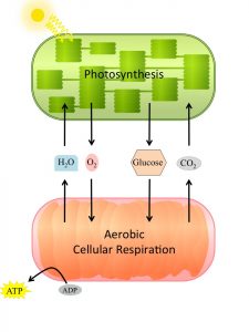 Diagram shows photosynthesis generates molecules that are used in cellular respiration, and vice versa