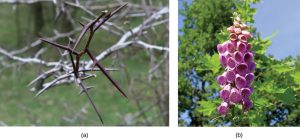 Photo a shows the long, sharp thorns of a honey locust tree. Photo b shows the pink, bell-shaped flowers of a foxglove plant.