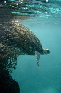 Photo of a turtle caught in a plastic fishing net