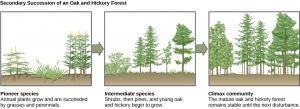 The three illustrations show secondary succession of an oak and hickory forest. The first illustration shows a plot of land covered with pioneer species, including grasses and perennials. The second illustration shows the same plot of land later covered with intermediate species, including shrubs, pines, oak and hickory. The third illustration shows the plot of land covered with a climax community of mature oak and hickory. This community remains stable until the next disturbance.