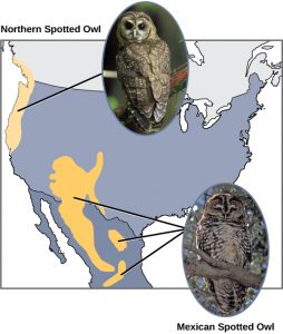 Map shows the ranges of two subspecies of owl in North America. The northern spotted owl lives in the Pacific Northwest. The Mexican spotted owl lives in the Southwest and northern Mexico.