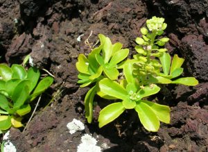 Photo shows a succulent plant growing in bare soil.