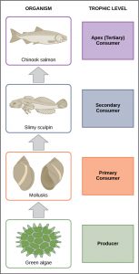 Image of organisms that make up trophic levels in a food chain. The trophic levels are producer, primary consumer, secondary consumer, and tertiary consumer.
