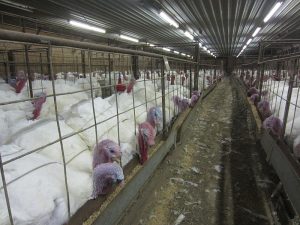 Photo of hundreds of turkeys in small cages