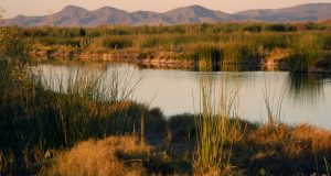 Photo of a marshy area with plants and standing water