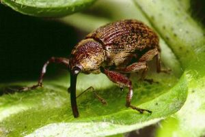 Insect on the leaf of a cotton plant