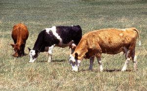 Three cows grazing in a pasture