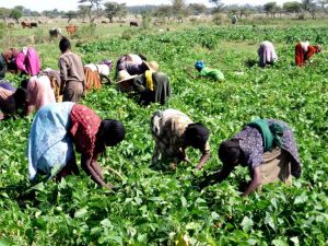 Photo of women in Ethiopia bent over picking crops by hand