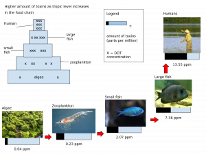 Illustration shows that concentration of the pesticide DDT increases in organisms higher in a food chain.