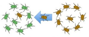 Illustration shows an individual from a population of brown beetles traveling toward a population of green beetles.