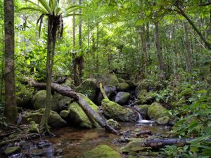 This photo shows a lush green landscape with diverse tropical trees, ferns, and mosses growing next to a small stream