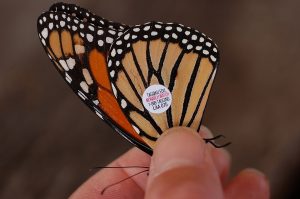 Photo of a butterfly with a small sticker on its wing