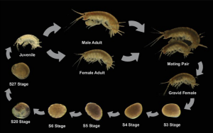 Diagram shows a shrimp-like organism that goes through several stages from egg to juvenile to adult.