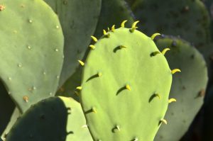 Photo of a cactus pad with small succulent green leaves.
