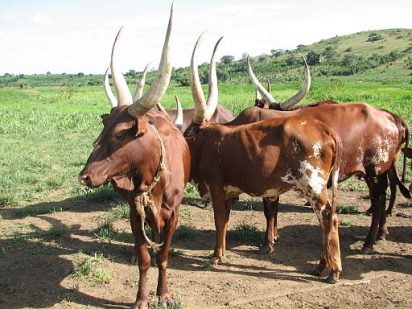 Ankole cattle are standing on a dirt road next to green field and hill.
