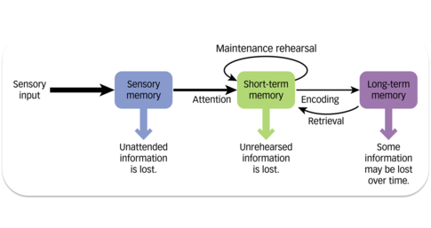 Diagram of memory that follows a processing model: sensory input become sensory memory and if attention is paid, the sensory memory can added to our short - term memory and with rehearsal the information can be moved to long term memory for storage.