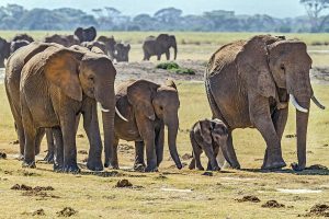 Family of elephants walking in a line on an African savannah