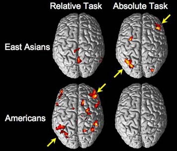 A fMRI image with four brains, two from East Asians show results for a relative tasks and for an absolute task. The other two brains show results on relative and absolute tasks for individuals from the United States.