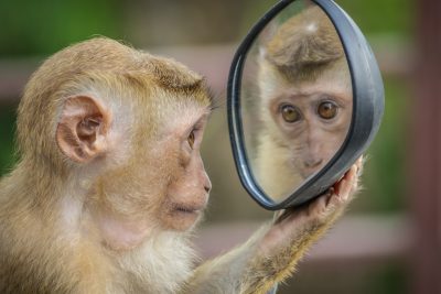 A monkey is holding a small mirror in its paw and looking at its reflection