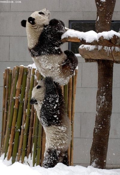 Two panda bears. Once panda bear is on its hinds legs pushing the other panda over a fence.