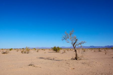 A single tree, with few leaves or branches, is growing in a desert. Mountains are in the distance.