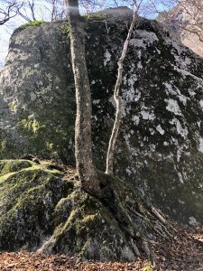 A tree is growing in the crack of a rock