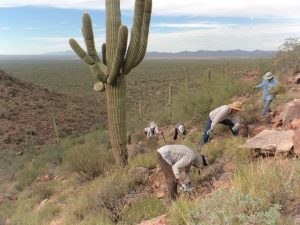 A crew pulls buffelgrass from the desert south of Tucson.