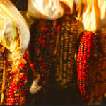 Types of corn