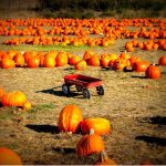 field with pumpkins