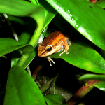 El coqui. Small arboreal frog