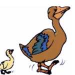 Little ducks following their mama duck