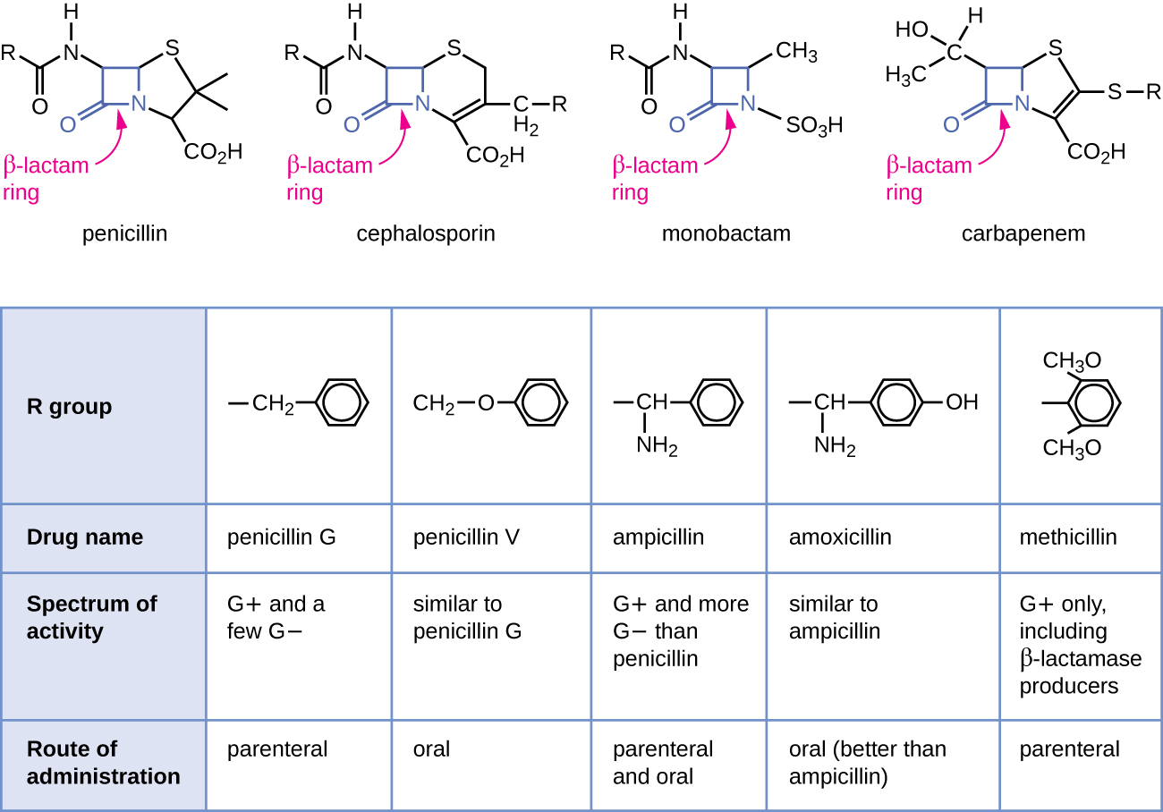 "OSC Microbio 14 02 BetaLactam.jpg" by CNX Openstax is licensed under CC BY 4.0 Access for free at https://openstax.org/books/microbiology/pages/14-3-mechanisms-of-antibacterial-drugs Illustration and chart detailing Beta-lactam ring structure