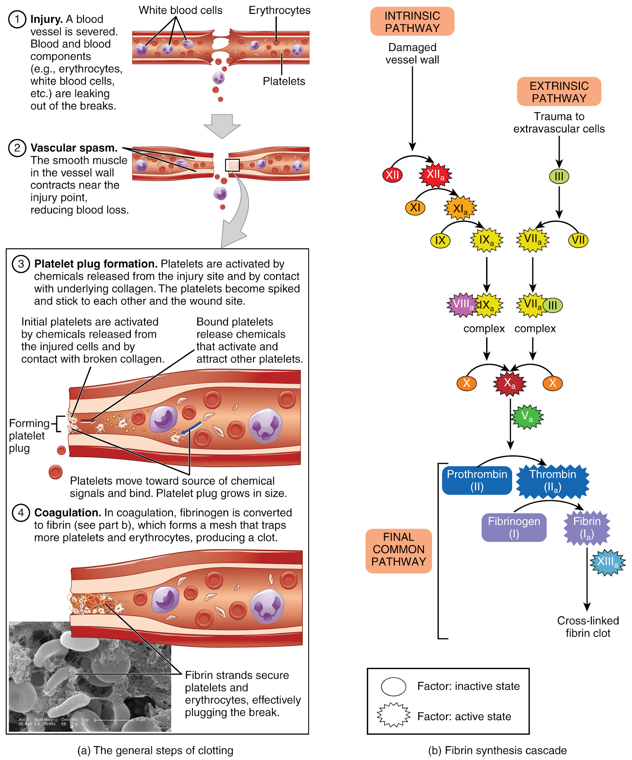 "1909 Blood Clotting.jpg" by OpenStax College is licensed under CC BY 4.0 Access for free at https://openstax.org/books/anatomy-and-physiology/pages/18-5-hemostasis Illustration, with labels, showing hemostasis