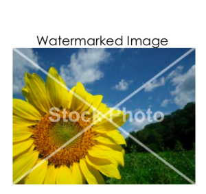 Image displaying a watermarked image