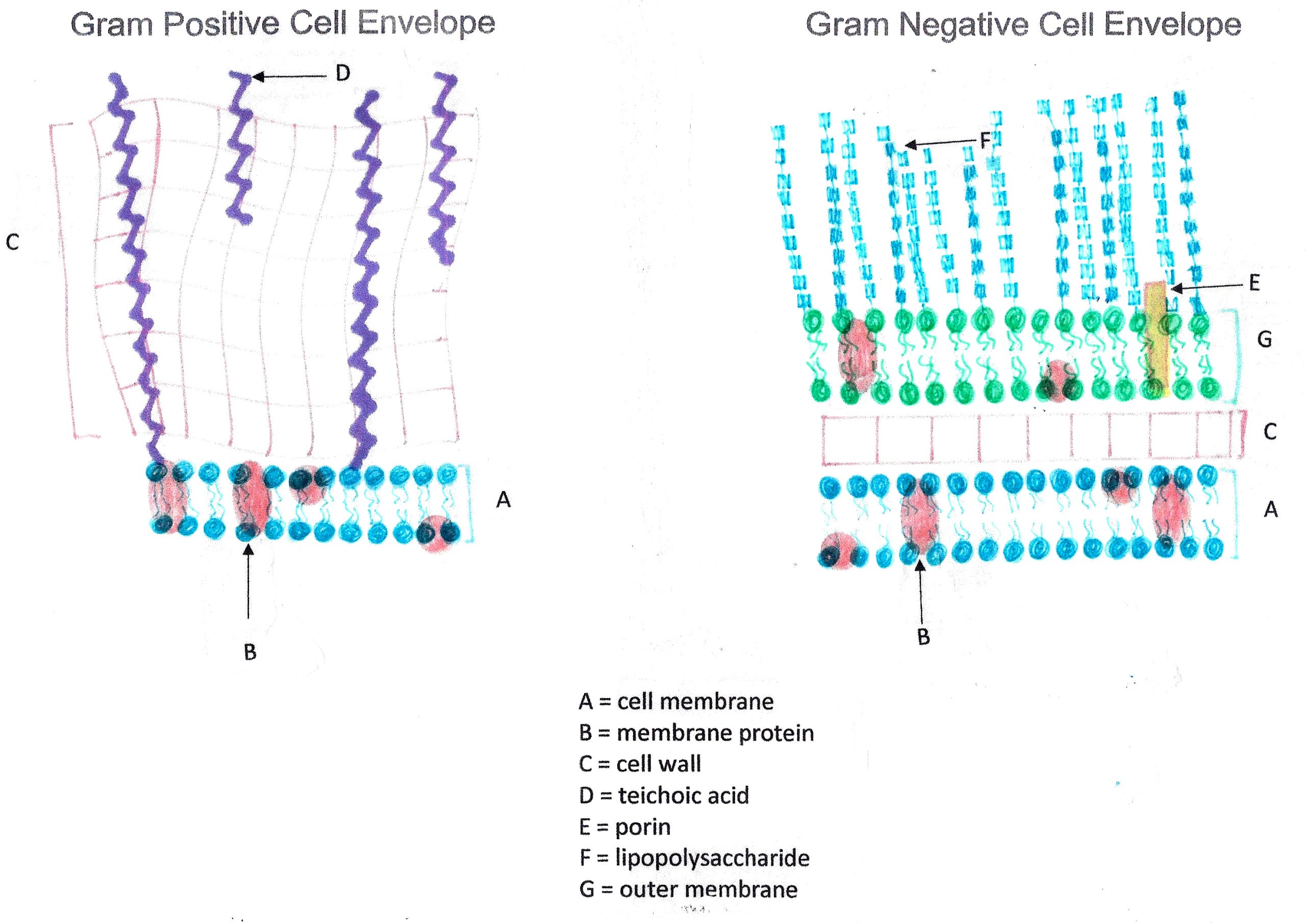 Cell Envelope of Gram-positive and Gram-negative Bacteria