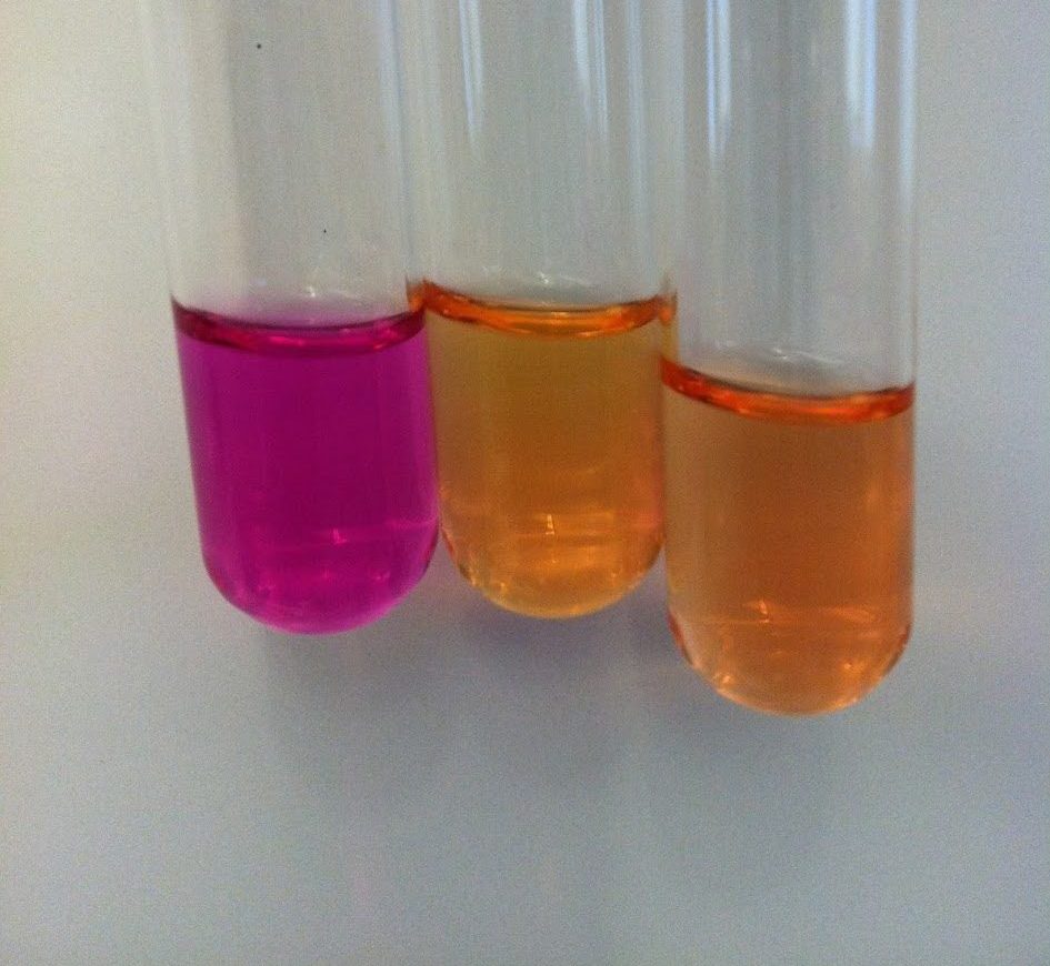 IDENTIFICATION OF ENTEROBACTERIACEAE Red Mountain Microbiology